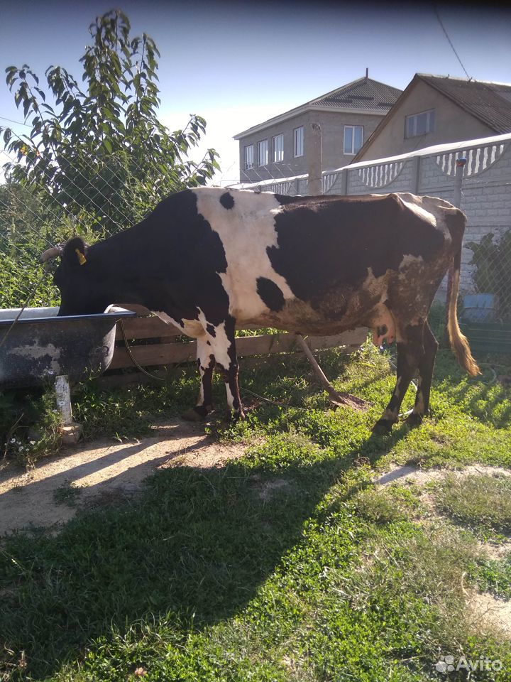 Продам молочную корову купить на Зозу.ру - фотография № 4
