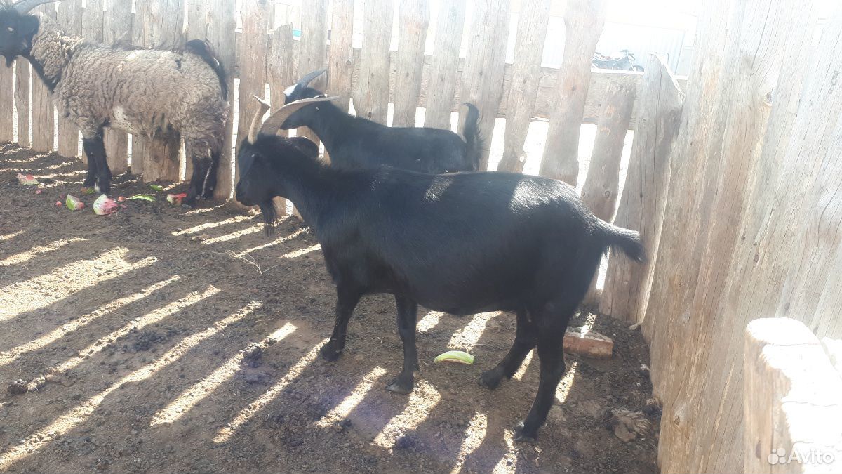 Большие 4800 больше мартовские козлята 4000 козы м купить на Зозу.ру - фотография № 4