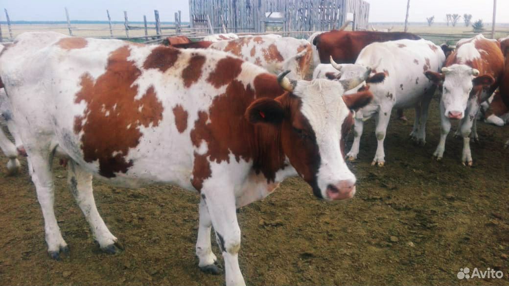 Коровы, бык, телята купить на Зозу.ру - фотография № 1