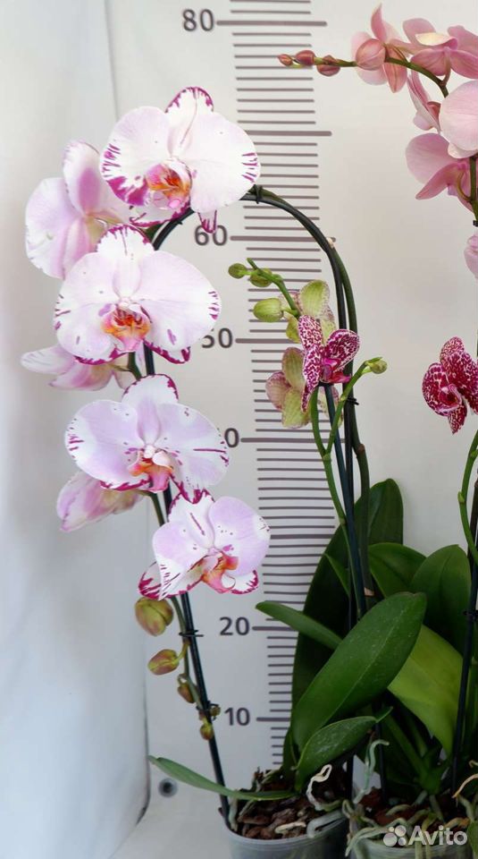 Орхидея фаленопсис Emiliya купить на Зозу.ру - фотография № 2