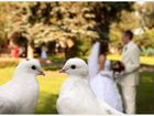 Свадебные голуби объявление продам