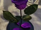 Живая роза в стеклянной колбе объявление продам