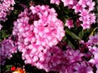 Многолетние цветы Хоста, лилейники, флоксы, ирисы объявление продам
