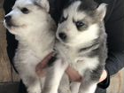 Продаются собаки,породы Сибирский хаски объявление продам
