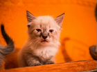 Маскарадно-сиамские котята в добрую семью объявление продам