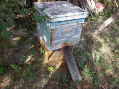 Продажа пчелосемей. Пчёлы породы Карника
