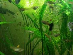 Рыбки и аквариумные растения