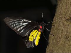 Живые тропические бабочки Зотой Воин Troi