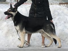 школы сады подмосковья частные объявления