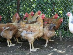 Цыплята, голошейки, доминант с цветным яйцом, (гол