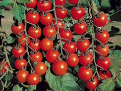 Рассада томатов сорт "Черри"