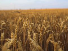 Пшеница гречиха ячьмень размол возможна доставка