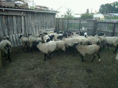 Продам овец Романовская порода