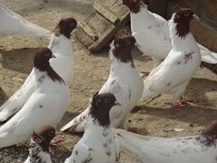 Иранские голуби в Железноводске