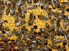 Пчелосемьи среднерусские