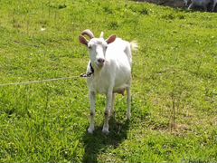 Продам салаватские дойные козы
