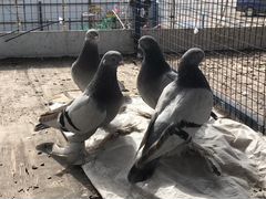 Продам узбекских голубей