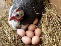Яйцо цесариное инкубационное