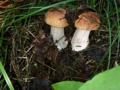 Белый гриб, подосиновики, лисички