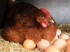 Яйца домашних кур (возможна доставка) р-н Мечети