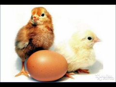 Инкубационное яйцо несушки Ломан Браун