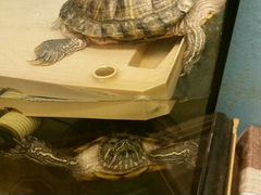 Черепахи краснаухие