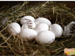 Гусиные яйца (разных парод)