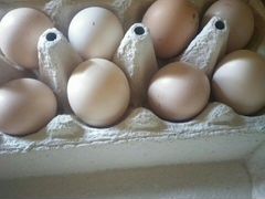 Инкубационные яйца и бойцовая птица