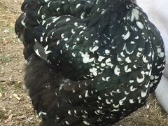 Породные цыплята и инкубационное яйцо