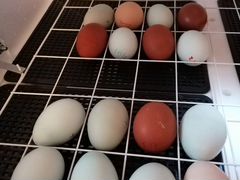 Инкубационное яйцо марана и араукана