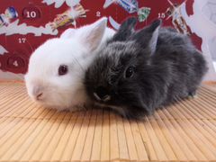 Очаровательные карликовые крольчата