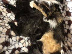 Кошечки неразлучимые Мама и дочка