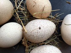 Инкубационное яйцо индейки