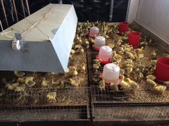 Гусята,яйцо инкубационное