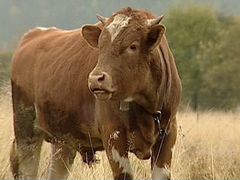 Продаю быков на мясо,живой вес 500-600 кг