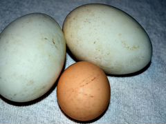 Гусиное куриное яйцо на инкубацию