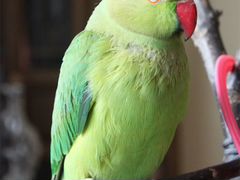 Ожереловый попугай