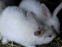 Кролики, крольчата