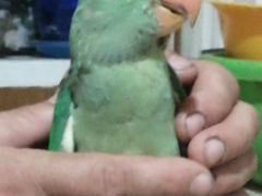 Выкормышь александрийского попугая