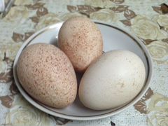 Яйцо инкубационное индюшки