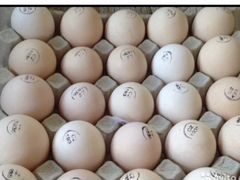 Яйцо инкубационное Бройлера Росс-308