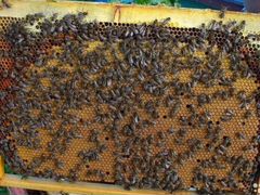 Пчелосемьи, пчелопакеты карпатской породы