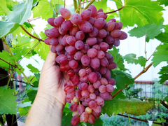 Виноград зимостойкие сорта