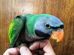 Ручной выкормыш китайского кольчатого попугая