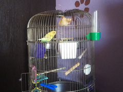 Клетка с двумя попугайчиками