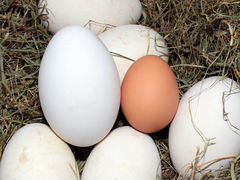 Яйцо инкубационное гусиное