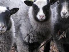 Баран и овца романовской породы
