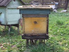 Продам пчелиные семьи с ульями