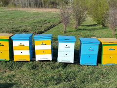 Пчелосемьи в новых ульях "под ключ" и пчелопакеты