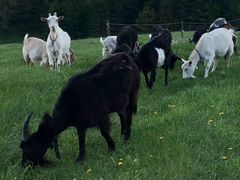 Продам дойных коз и козочек
